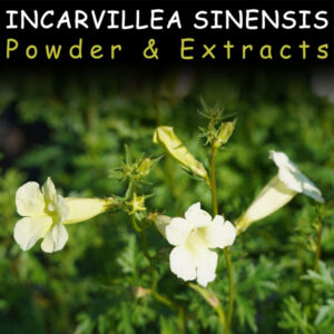 Incarvillea Sinensis for Kratom Potentiation 