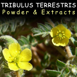 Tribulus Terrestris - Kratom Potentiation