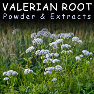 Valerian Root for Potentiation of Kratom