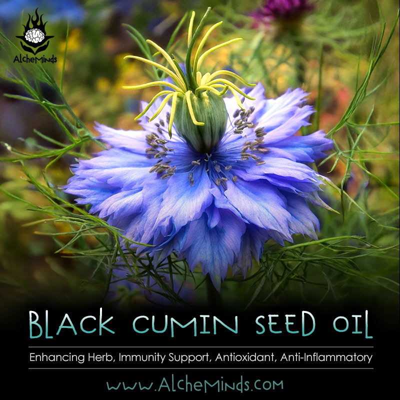 Black Seed Oil for Kratom Hangovers & Boosting Efficacy